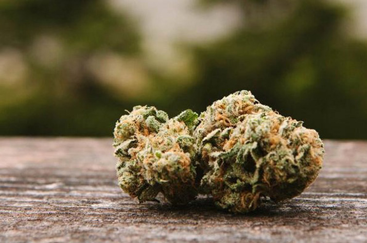 Best Weed Strains