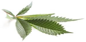 Side Profile Marijuana Leaf