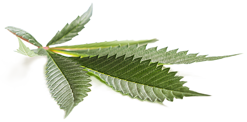 Side Profile Marijuana Leaf