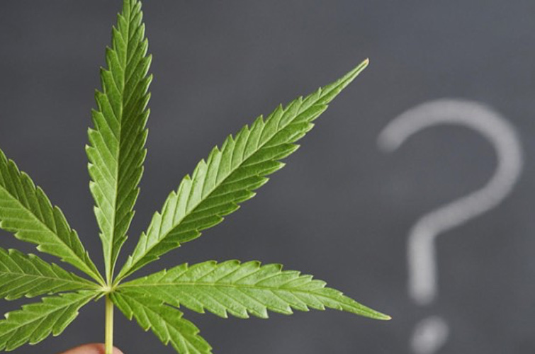 Cannabis Questions