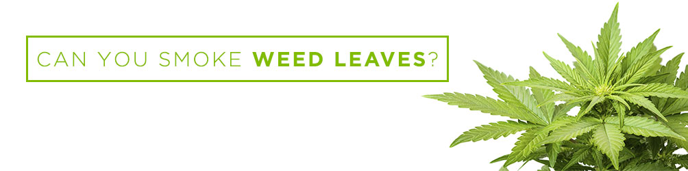 can you smoke weed leaves