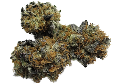 Girl Scout Cookies Weed Strain