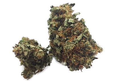 Great White Shark Marijuana Strain