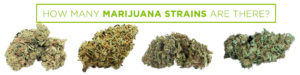 how many marijuana strains are there