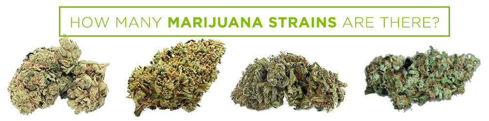 how many marijuana strains are there
