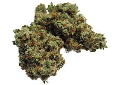 Jack Herer Weed Strain
