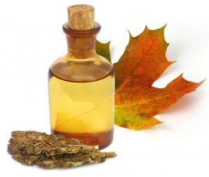 Weed Oil and Maple Leaf