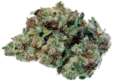 Sensi Star Marijuana Strain