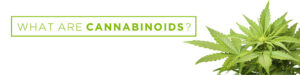 what are cannabinoids