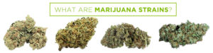 what are marijuana strains
