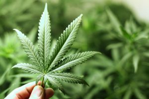 Cannabis Background