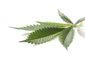 Classic Marijuana Leaf
