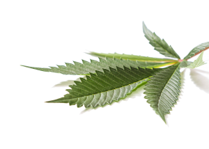 classic marijuana leaf Reflection