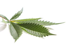 Classic Marijuana Leaf Reverse