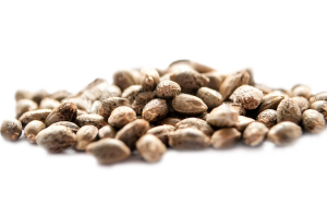 Cannabis Seeds