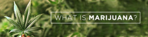 what is marijuana