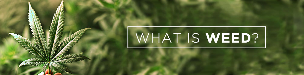 what is weed