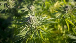 Marijuana Sativa Plant