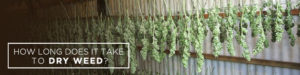 how long does it take to dry weed