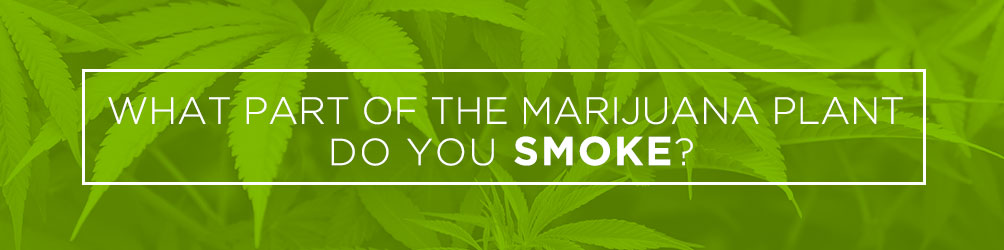 What Part of the marijuana plant do you smoke