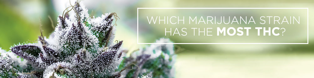 Which Marijuana Strain Has The Most THC