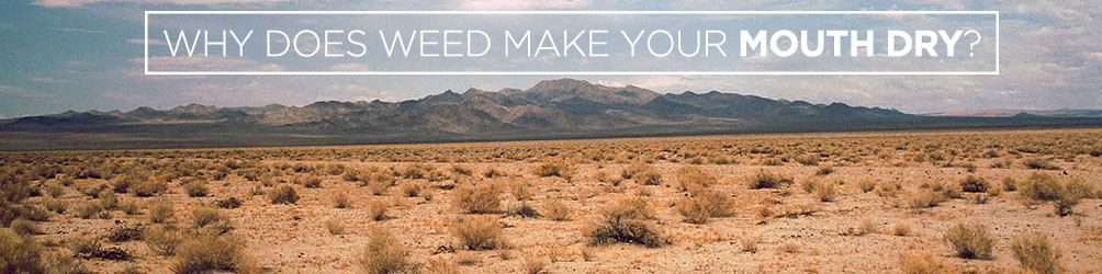 Why Does Weed Make Your Mouth Dry