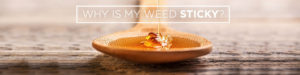 Why is Weed Sticky