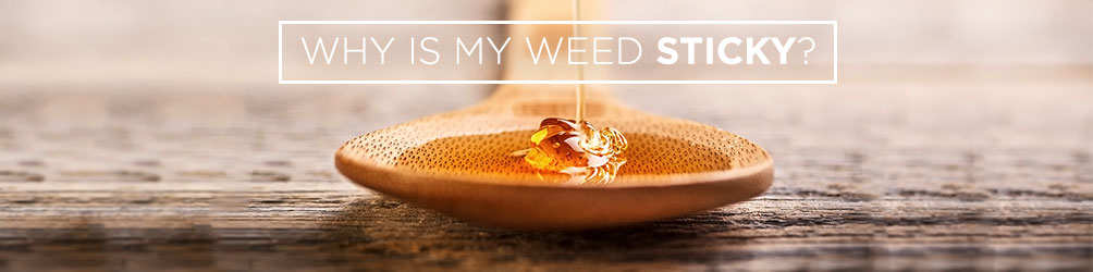 Why is Weed Sticky