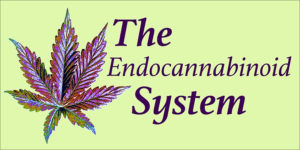 The Endocannabinoid System