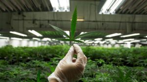 Marijauna Leaf