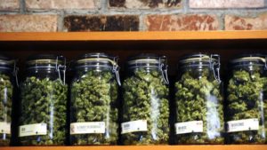 Medical Marijuana Buds