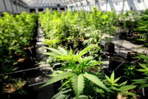 Medical Marijuana Industry