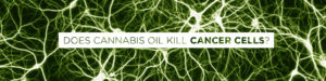 does cannabis oil kill cancer cells
