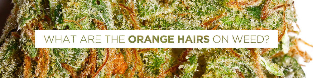 what are the orange hairs on weed