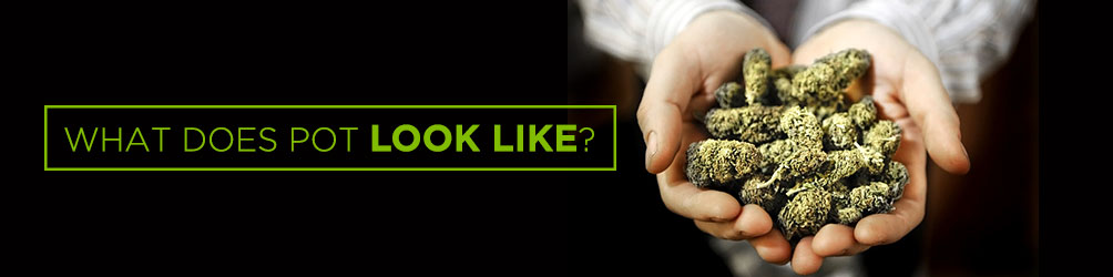 What Does Pot Look Like?