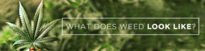 what does weed look like