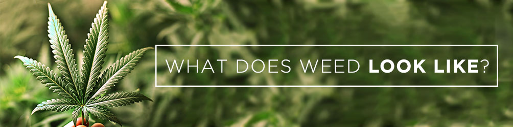 what does weed look like