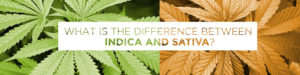What is the Difference Between Indica and Sativa