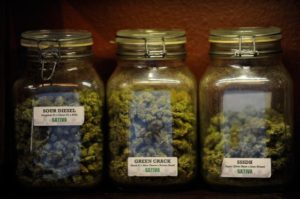 marijuana sativa strains