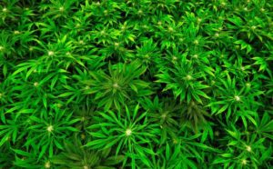 Marijuana Sativa Plants