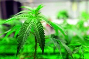 medical marijuana for ptsd