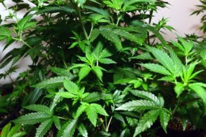 cannabis indica plant