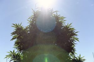 Outdoor Marijuana Plant