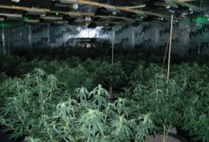 colorado cannabis grow op