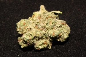 panama punch strain