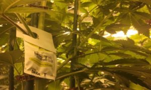biocontrollers for cannabis