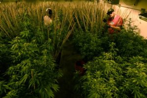 cannabis grow op