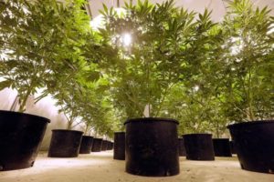marijuana plants in washington