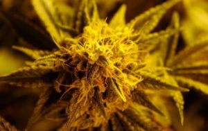 marijuana bud
