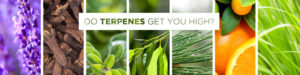 Do terpenes get you high?